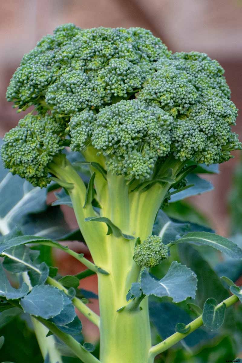 How to Grow Broccoli in Containers