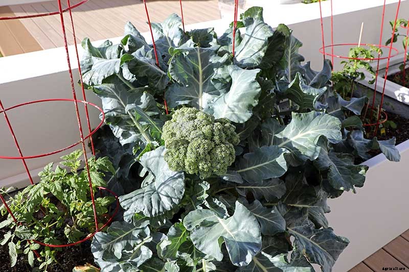 How to Grow Broccoli in Containers