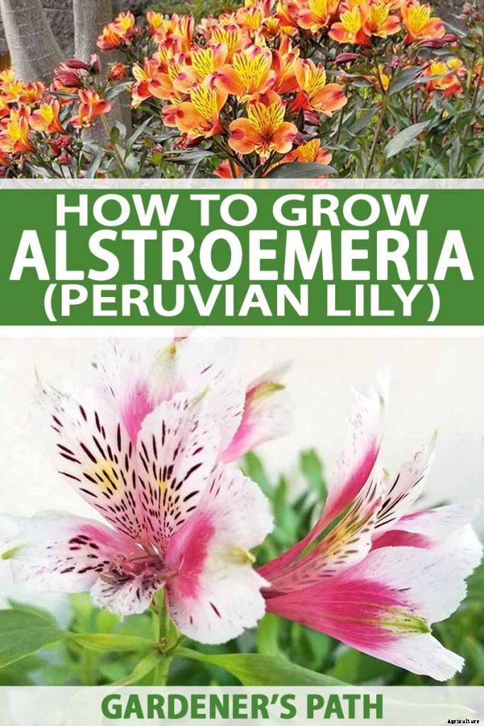 How to Grow and Care for Alstroemeria (Peruvian Lily)