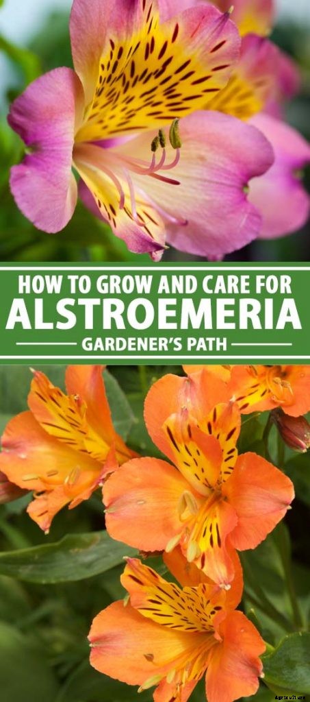 How to Grow and Care for Alstroemeria (Peruvian Lily)