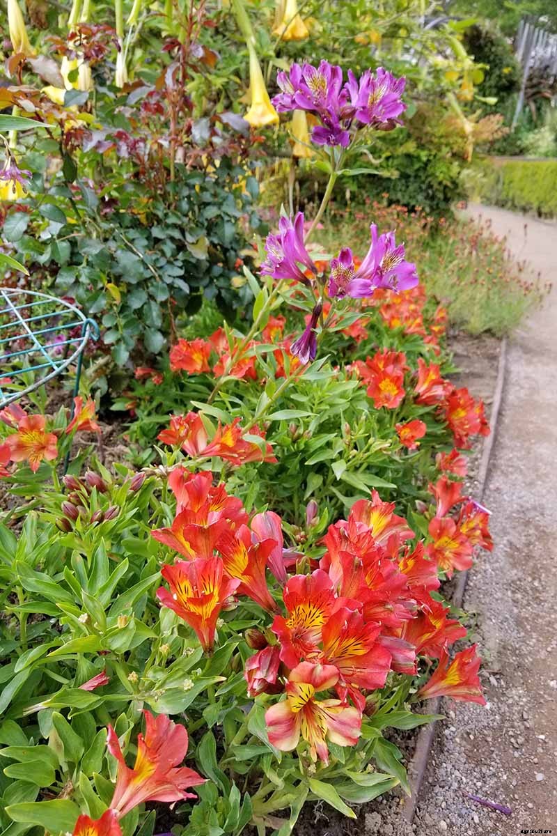 How to Grow and Care for Alstroemeria (Peruvian Lily)