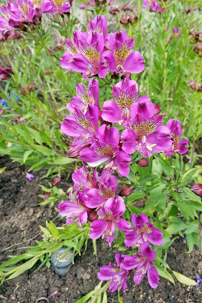 How to Grow and Care for Alstroemeria (Peruvian Lily)