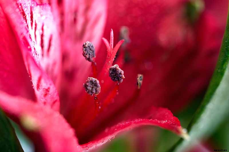 How to Grow and Care for Alstroemeria (Peruvian Lily)