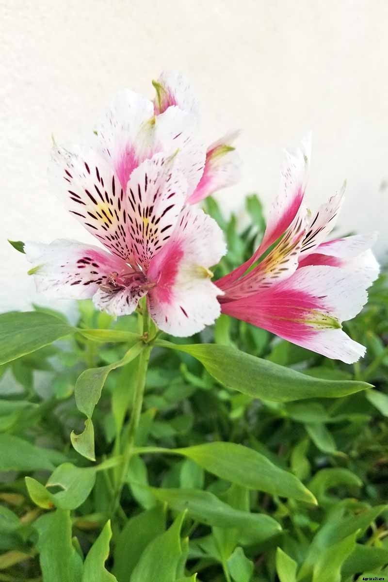 How to Grow and Care for Alstroemeria (Peruvian Lily)