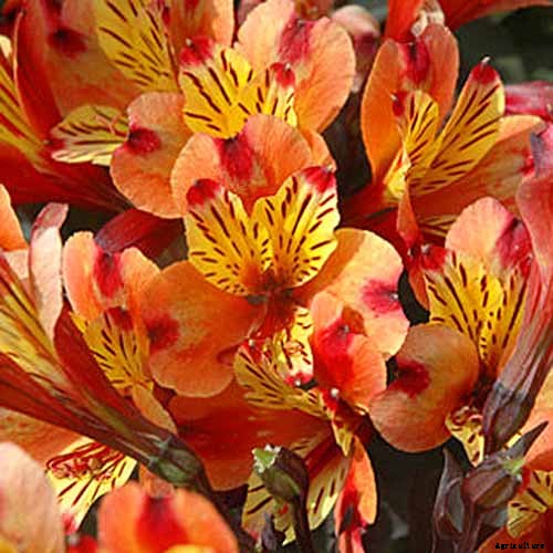 How to Grow and Care for Alstroemeria (Peruvian Lily)