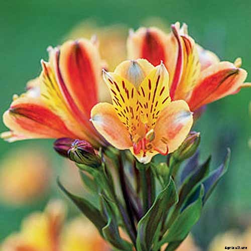 How to Grow and Care for Alstroemeria (Peruvian Lily)