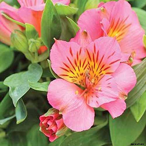 How to Grow and Care for Alstroemeria (Peruvian Lily)
