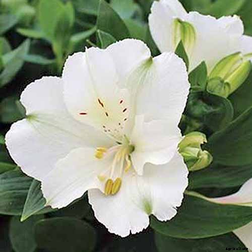 How to Grow and Care for Alstroemeria (Peruvian Lily)