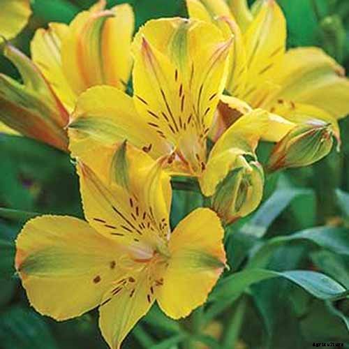 How to Grow and Care for Alstroemeria (Peruvian Lily)