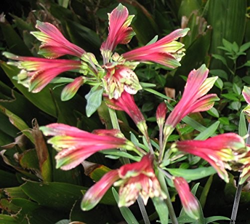 How to Grow and Care for Alstroemeria (Peruvian Lily)