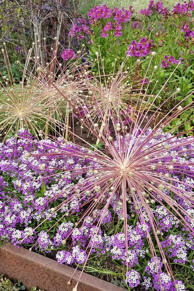 How to Grow and Care for Alstroemeria (Peruvian Lily)