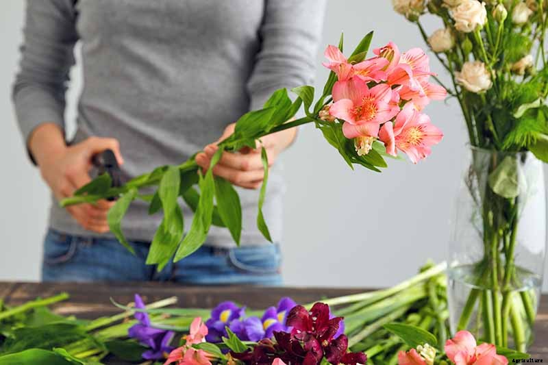 How to Grow and Care for Alstroemeria (Peruvian Lily)