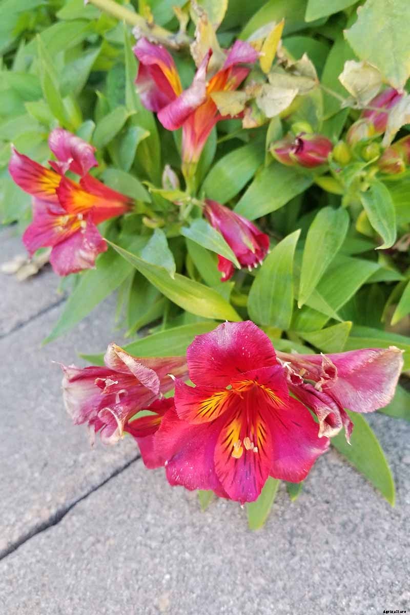How to Grow and Care for Alstroemeria (Peruvian Lily)