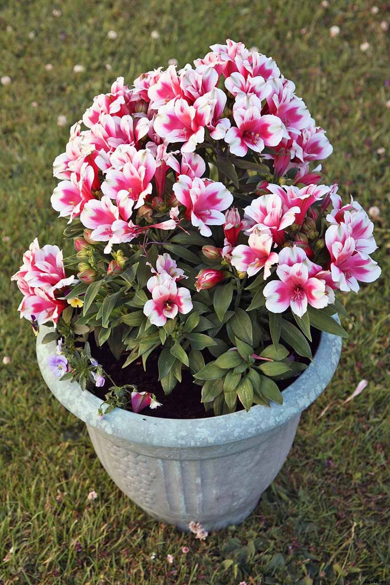 How to Grow and Care for Alstroemeria (Peruvian Lily)