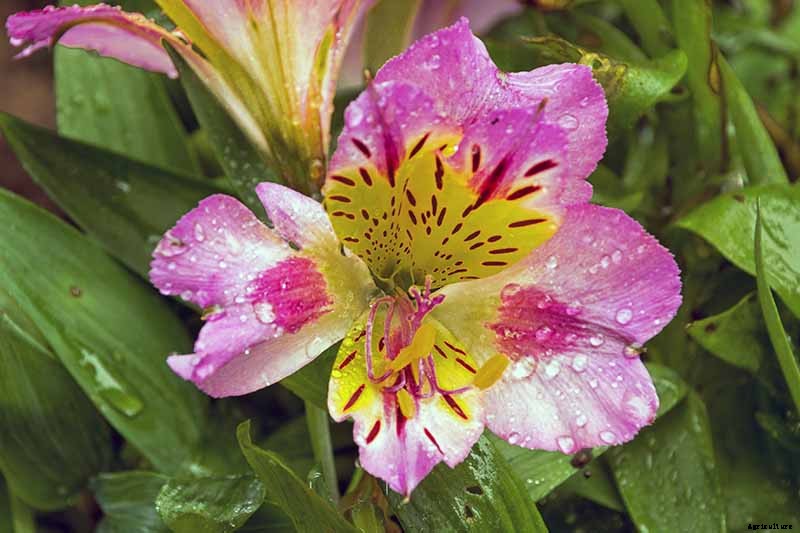 How to Grow and Care for Alstroemeria (Peruvian Lily)