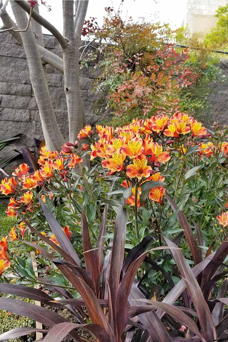 How to Grow and Care for Alstroemeria (Peruvian Lily)