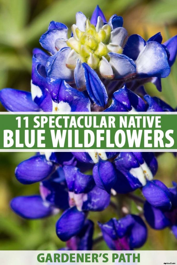 11 Native Blue Wildflowers for the Garden
