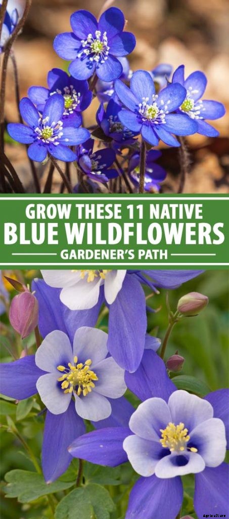 11 Native Blue Wildflowers for the Garden