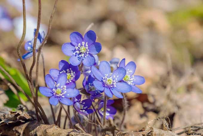 11 Native Blue Wildflowers for the Garden