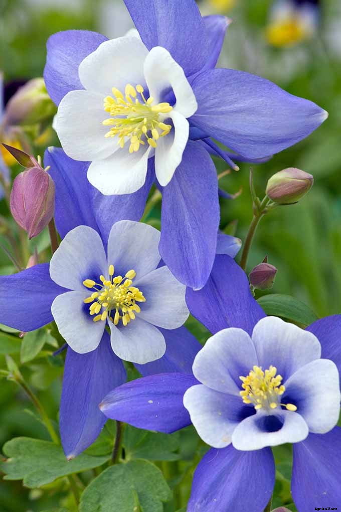 11 Native Blue Wildflowers for the Garden