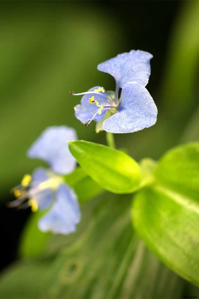 11 Native Blue Wildflowers for the Garden