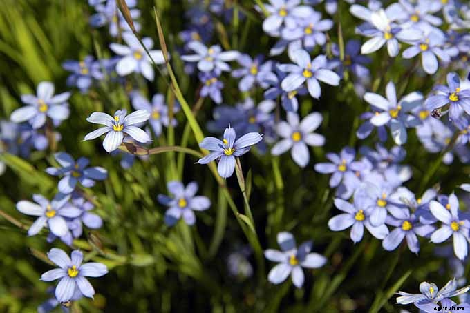 11 Native Blue Wildflowers for the Garden