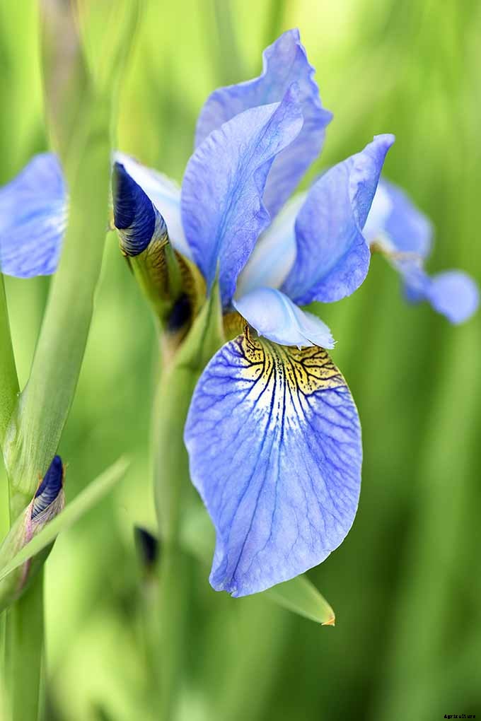 11 Native Blue Wildflowers for the Garden