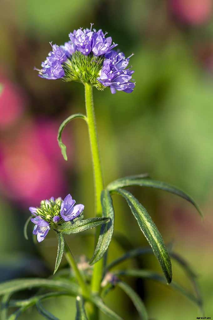 11 Native Blue Wildflowers for the Garden