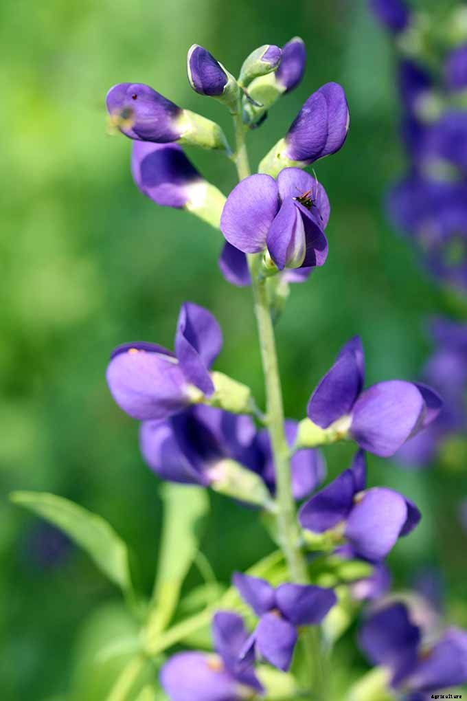 11 Native Blue Wildflowers for the Garden