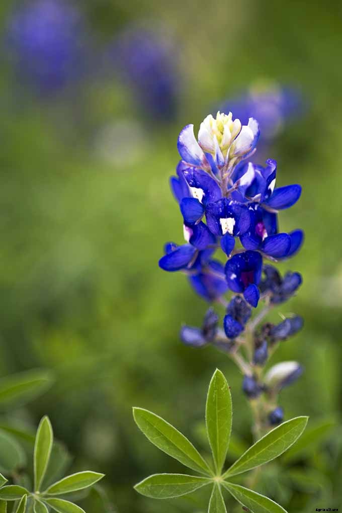 11 Native Blue Wildflowers for the Garden