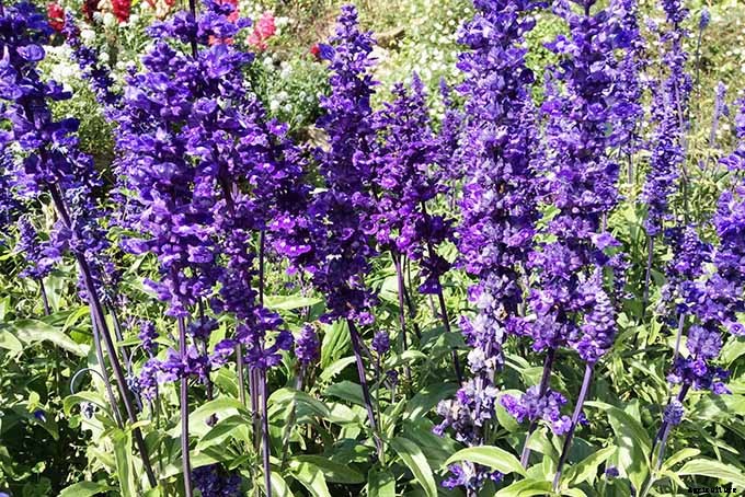 11 Native Blue Wildflowers for the Garden