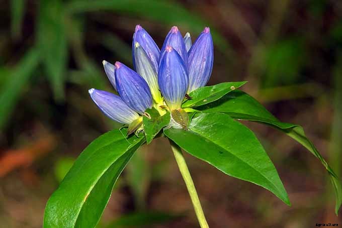 11 Native Blue Wildflowers for the Garden