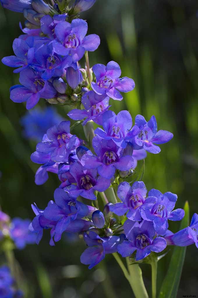 11 Native Blue Wildflowers for the Garden