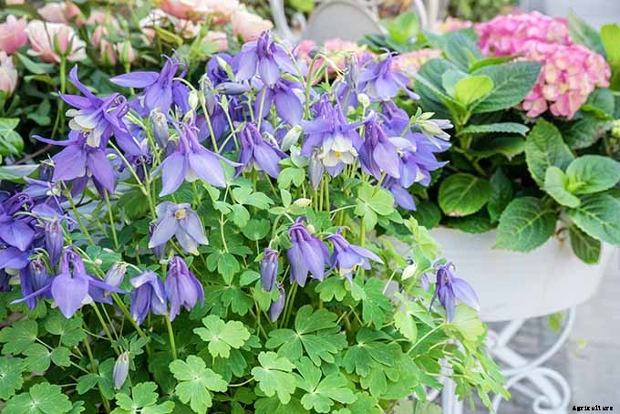 11 Native Blue Wildflowers for the Garden