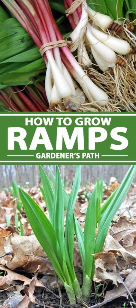How to Plant and Grow Ramps