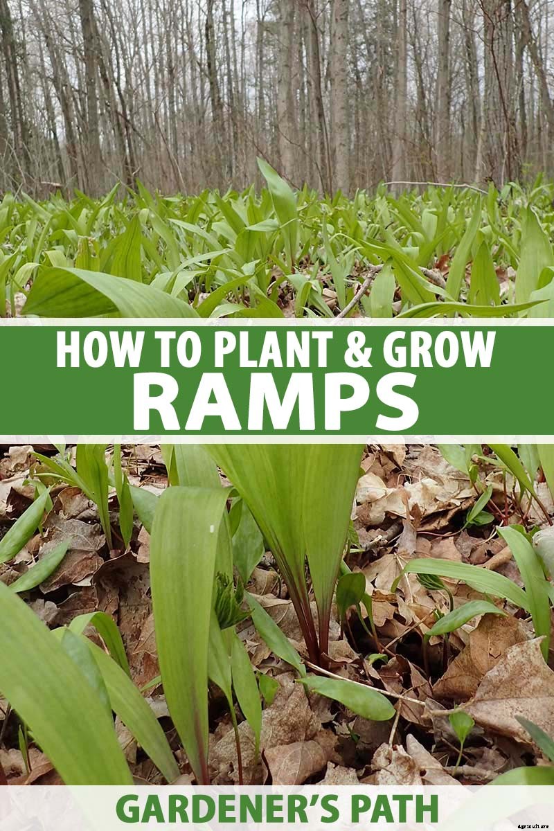How to Plant and Grow Ramps