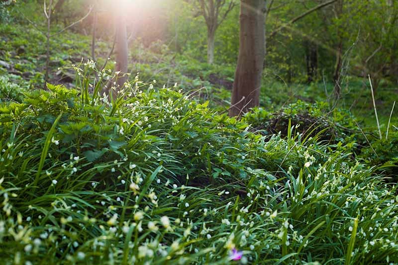 How to Plant and Grow Ramps