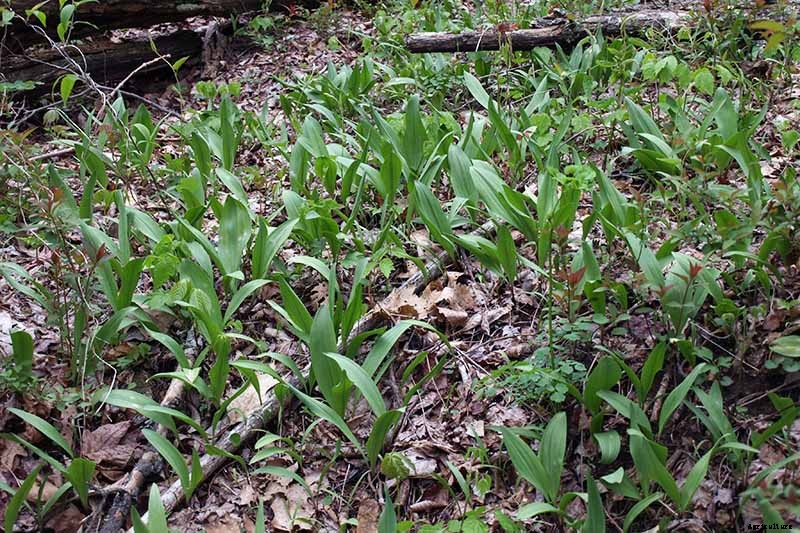 How to Plant and Grow Ramps