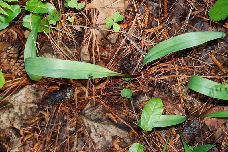 How to Plant and Grow Ramps