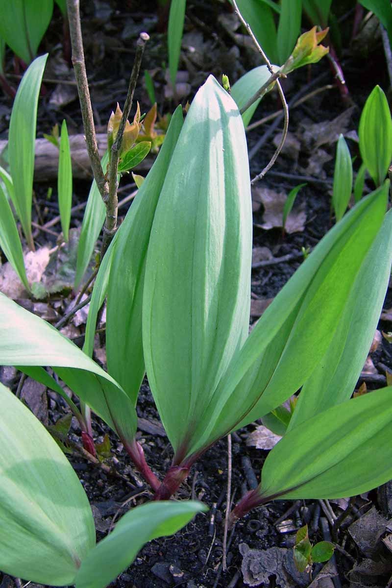 How to Plant and Grow Ramps