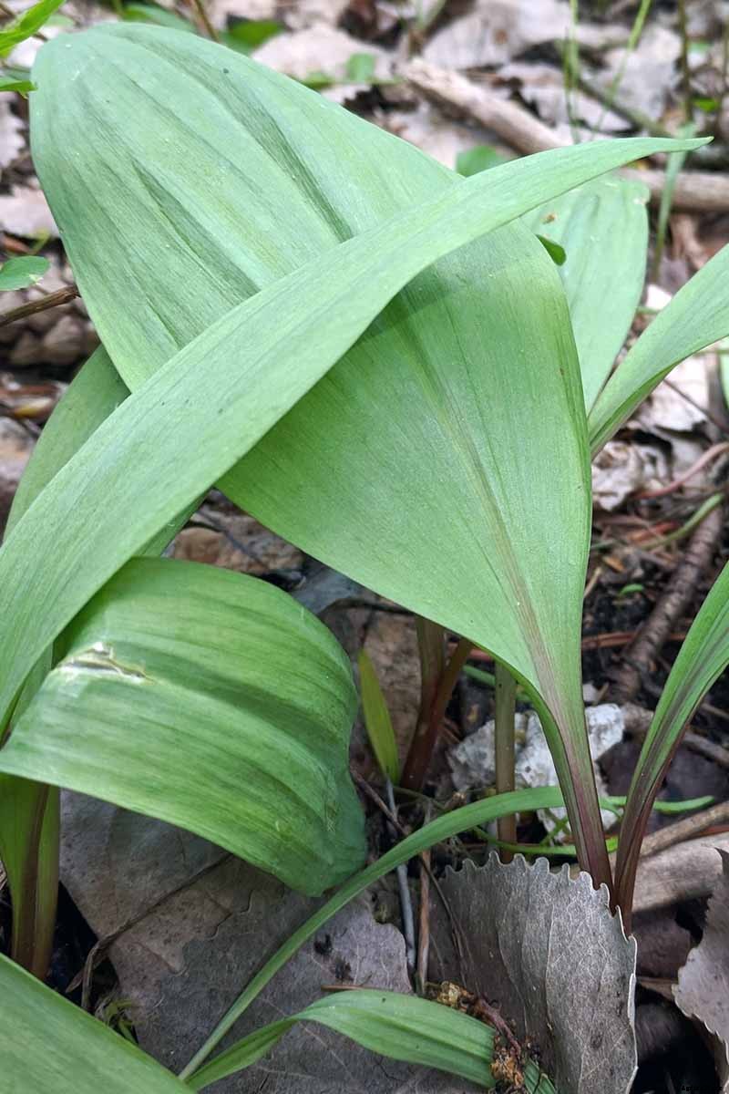 How to Plant and Grow Ramps