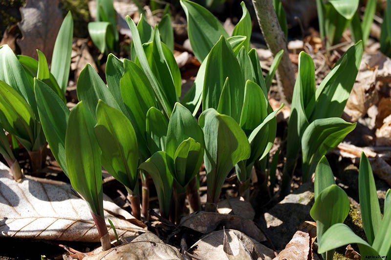 How to Plant and Grow Ramps