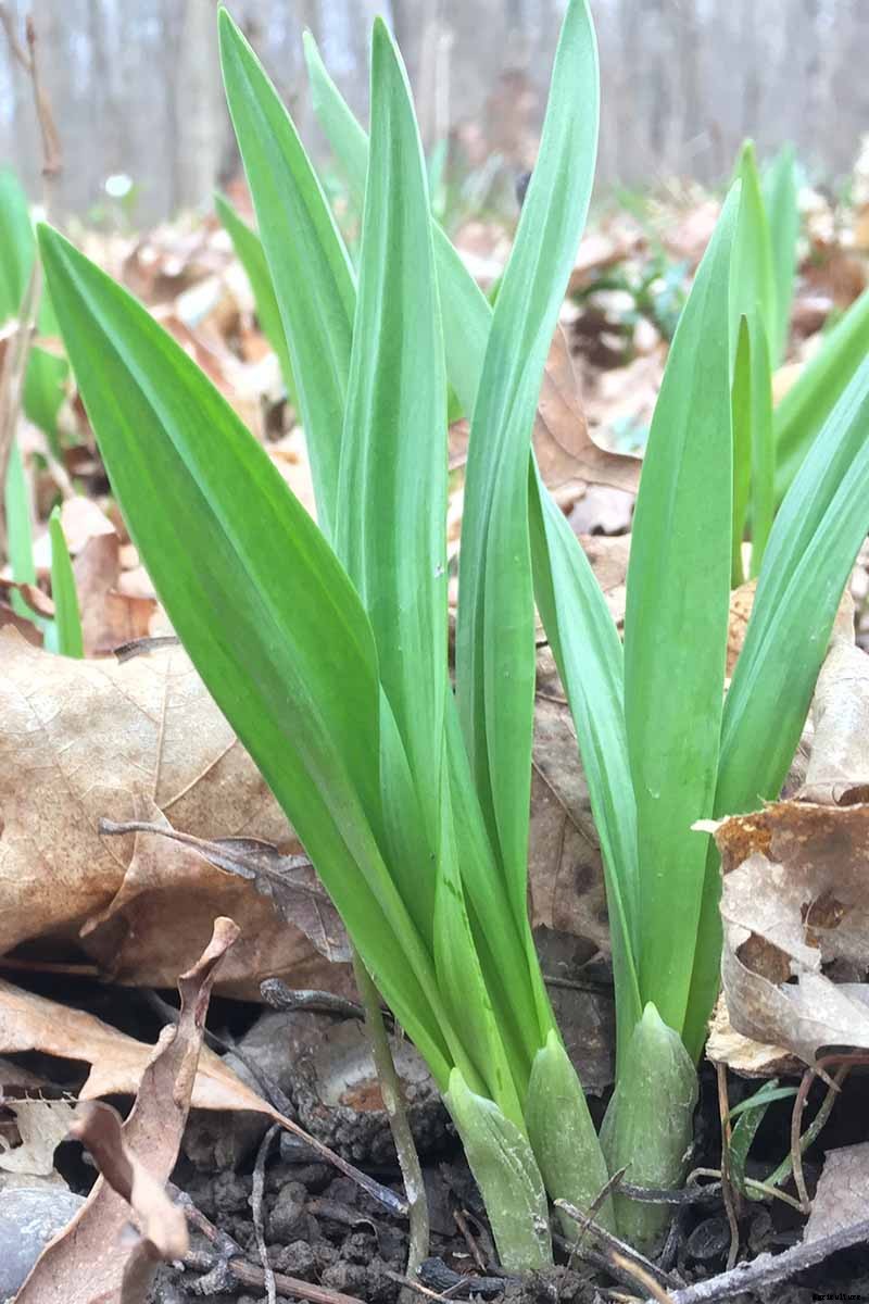 How to Plant and Grow Ramps