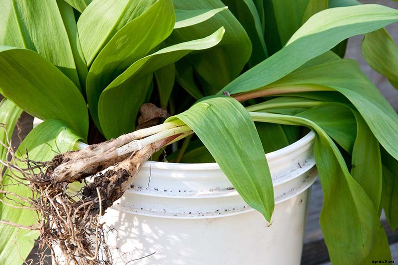 How to Plant and Grow Ramps