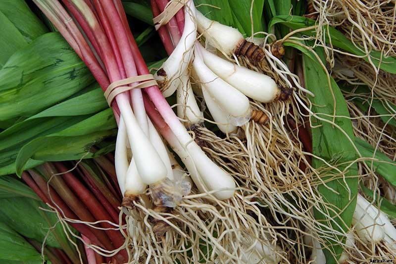 How to Plant and Grow Ramps