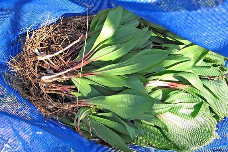 How to Plant and Grow Ramps