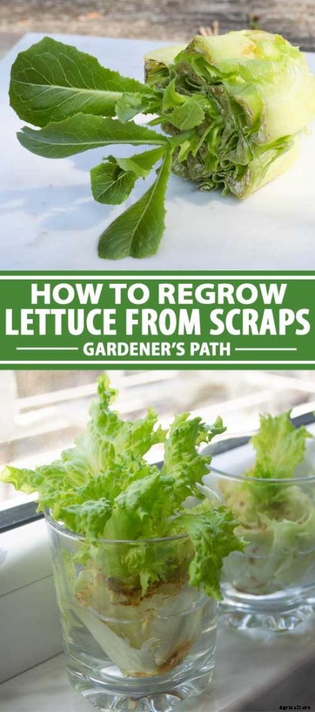 How to Regrow Lettuce from Kitchen Scraps