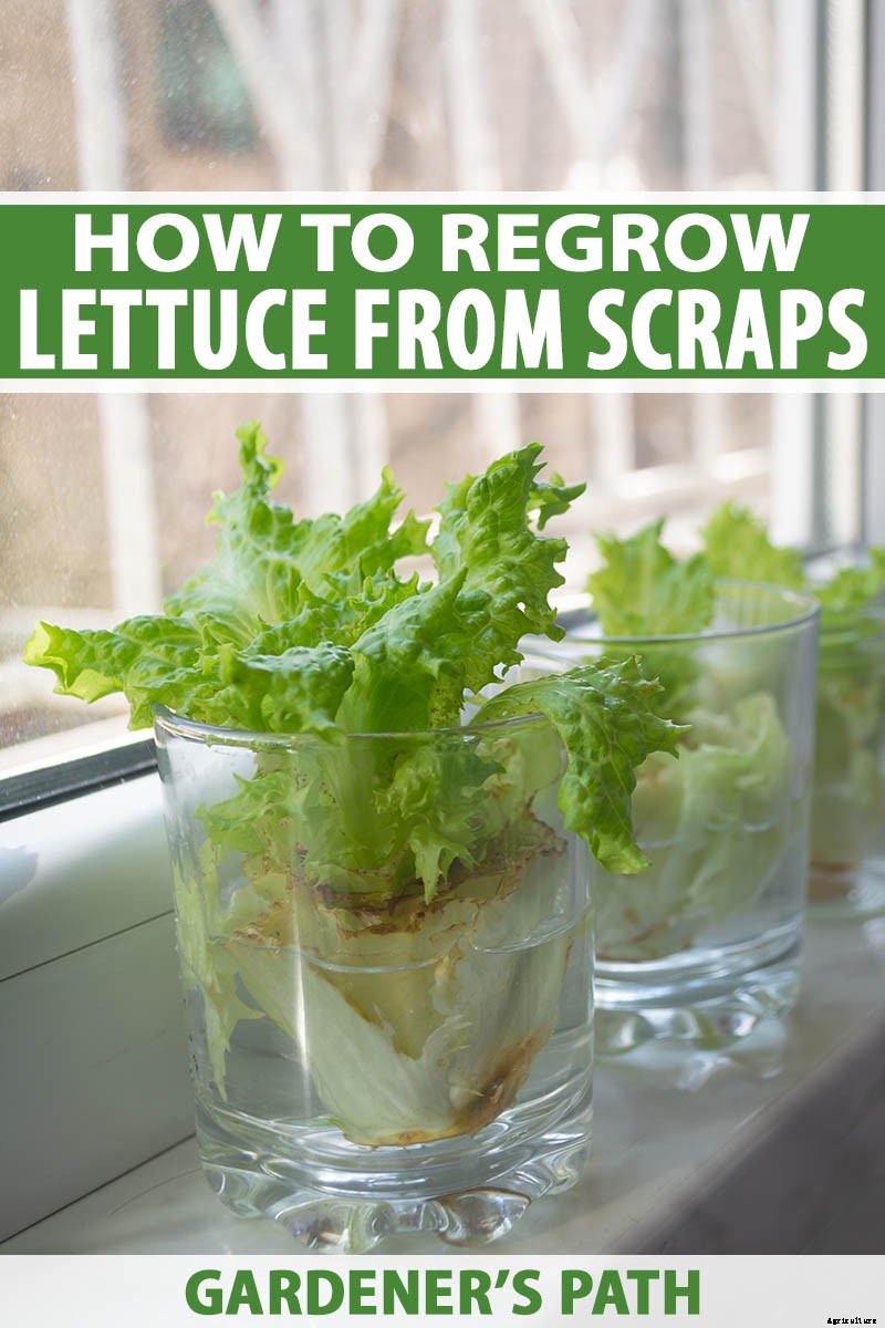 How to Regrow Lettuce from Kitchen Scraps