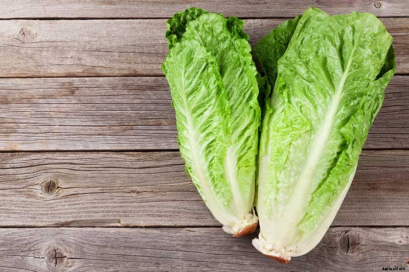 How to Regrow Lettuce from Kitchen Scraps