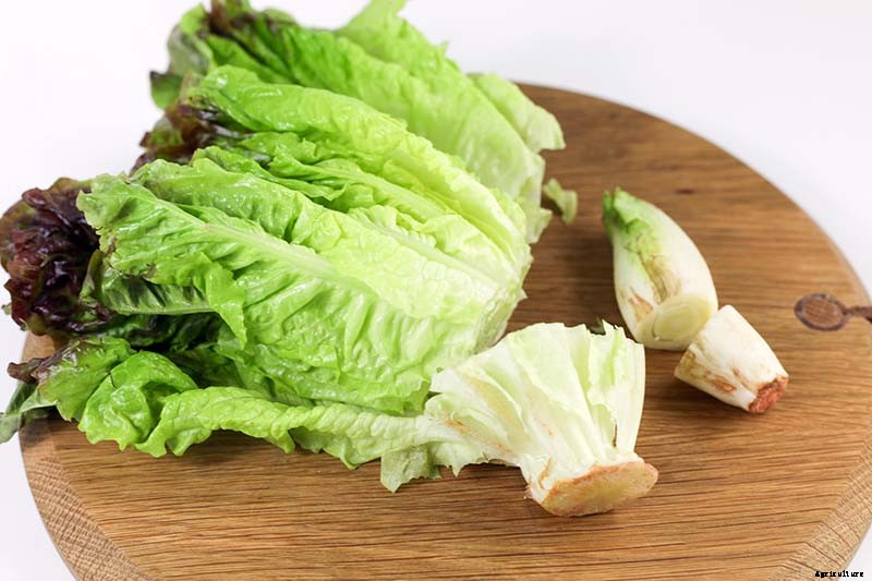 How to Regrow Lettuce from Kitchen Scraps